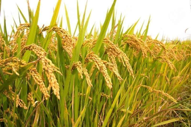 Mơ Thấy Lúa Đánh Con Gì? Những Cặp Số May Mắn Nhất 1 Mo Thay Lua Danh Con Gi Nhung Cap So May Man Nhat